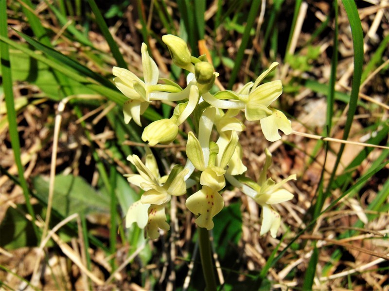 orchidea da determinare - Orchis provincialis